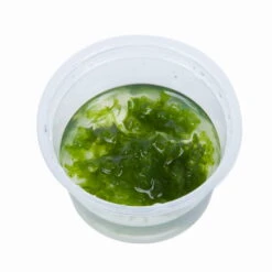 1-2-GROW! Monosolenium Tenerum / Großes Teichlebermoos - Pelia (Pellia), Moos -Pflanzen Serien Rabatt 2CTC T 1 2