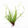In-Vitro Kriechende Binse / Juncus Repens