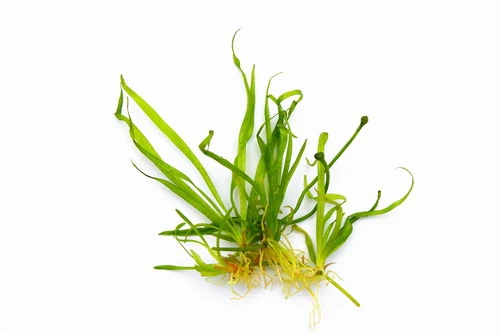 In-Vitro Zwergschwertpflanze / Helanthium Tenellum ´Broad Leaf´ (Echinodorus Tenellus ´Broad Leaf´) 3 In-Vitro Zwergschwertpflanze / Helanthium Tenellum ´Broad Leaf´ (Echinodorus Tenellus ´Broad Leaf´)