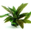 Marmorierter Wasserkelch / Cryptocoryne Purpurea *** Top-Rarität *** -Pflanzen Serien Rabatt 30019DE 1 2 1