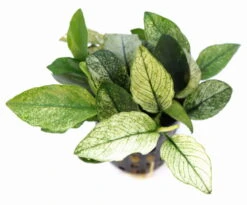 *NEU* Geschecktes Zwergspeerblatt / Anubias Nana ´Pinto´ -Pflanzen Serien Rabatt 30030DE 1 4