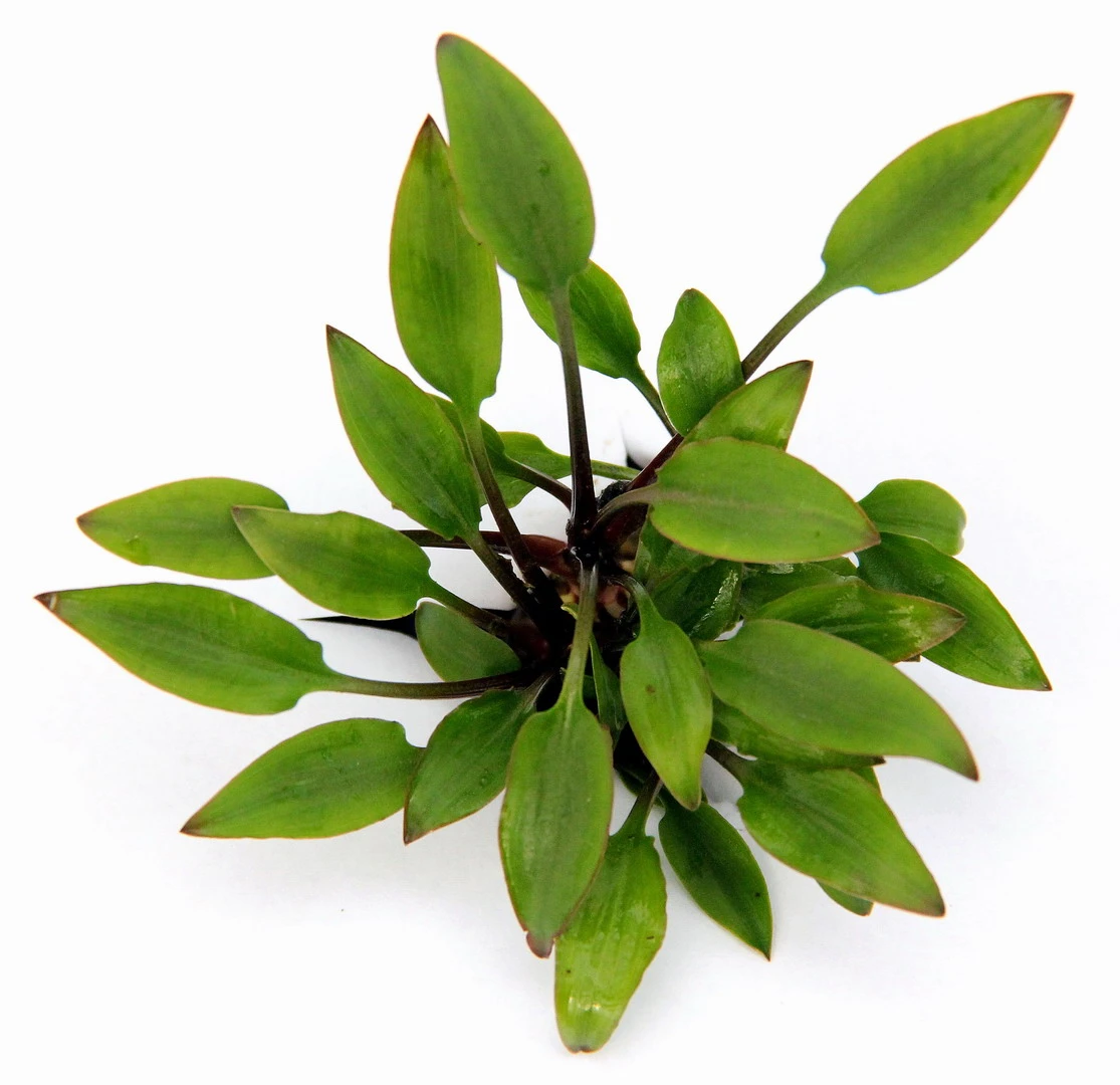 In-Vitro Hobbit's Zwerg-Wasserkelch / Cryptocoryne Lutea ´Hobbit´ 3 In-Vitro Hobbit's Zwerg-Wasserkelch / Cryptocoryne Lutea ´Hobbit´