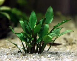 In-Vitro Hobbit's Zwerg-Wasserkelch / Cryptocoryne Lutea ´Hobbit´ 5 In-Vitro Hobbit's Zwerg-Wasserkelch / Cryptocoryne Lutea ´Hobbit´ -Pflanzen Serien Rabatt 30031DE 1 4 1