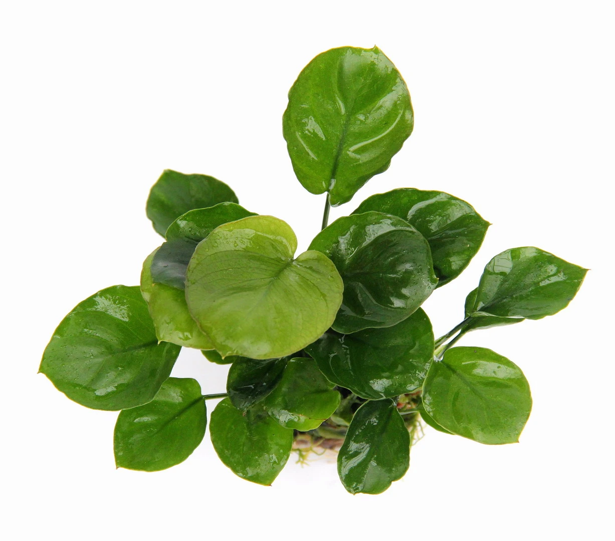 Rundblättrige Anubias / Anubias Barteri Coin Leaf *RARITÄT* 3 Rundblättrige Anubias / Anubias Barteri Coin Leaf *RARITÄT*