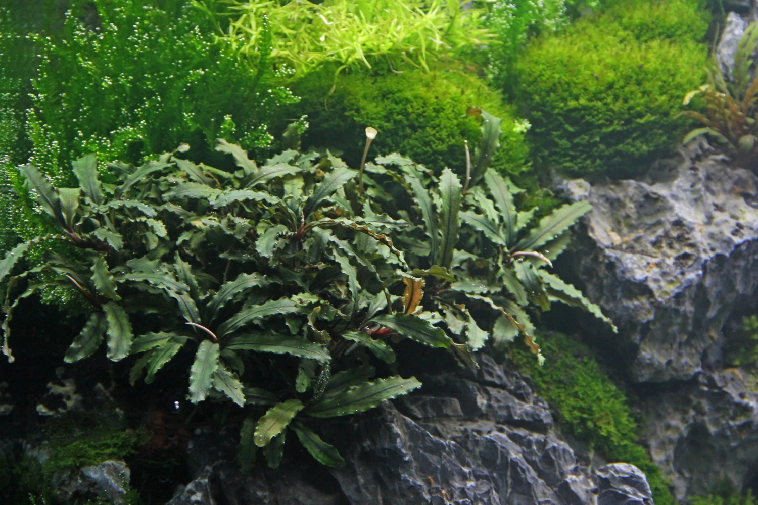 Bucephalandra Spec. Wavy Leaf Im Topf ***RARITÄT*** 3 Bucephalandra Spec. Wavy Leaf Im Topf ***RARITÄT***