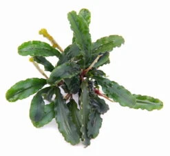 Bucephalandra Spec. Wavy Leaf Im Topf ***RARITÄT*** 5 Bucephalandra Spec. Wavy Leaf Im Topf ***RARITÄT*** -Pflanzen Serien Rabatt 30070DE 1 4