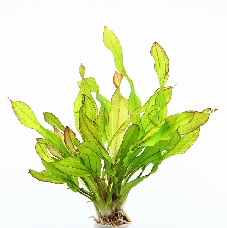 MUTTERPFLANZE Dennerle Echinodorus ´Green Chamäleon´ 4 MUTTERPFLANZE Dennerle Echinodorus ´Green Chamäleon´ – Bild 2