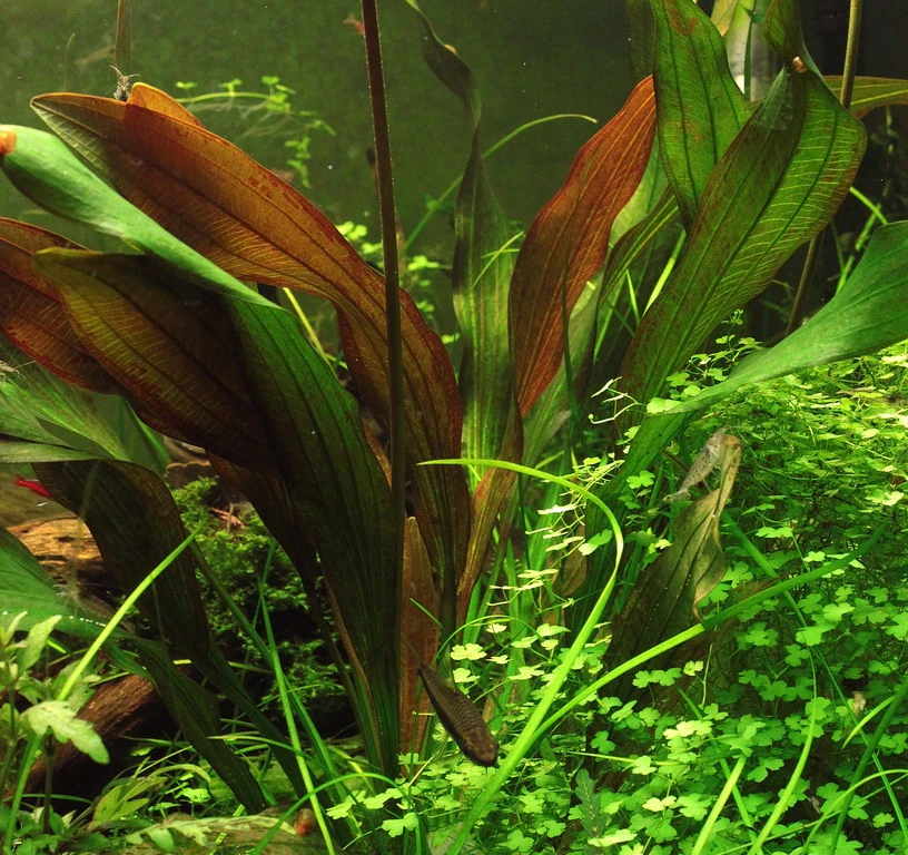 MUTTERPFLANZE Dennerle Echinodorus ´Red Chamäleon´ 3 MUTTERPFLANZE Dennerle Echinodorus ´Red Chamäleon´