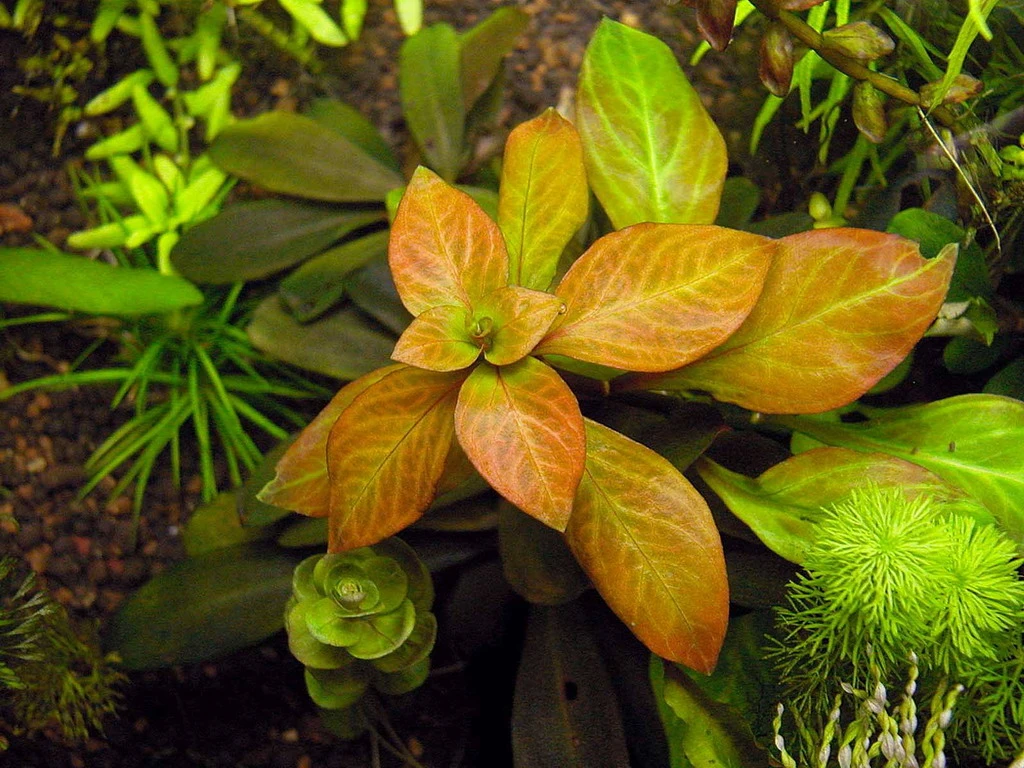 DENNERLE Ludwigia Spec.´Dark Orange´ 4 DENNERLE Ludwigia Spec.´Dark Orange´ – Bild 2