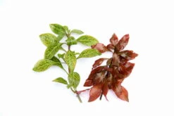 DENNERLE Ludwigia Spec.´Dark Orange´ 7 DENNERLE Ludwigia Spec.´Dark Orange´ -Pflanzen Serien Rabatt 30078DE 1 4 1