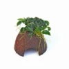 Nano Cave Mit Anubias Nana Bonsai 1 Nano Cave Mit Anubias Nana Bonsai -Pflanzen Serien Rabatt 30087DE 1