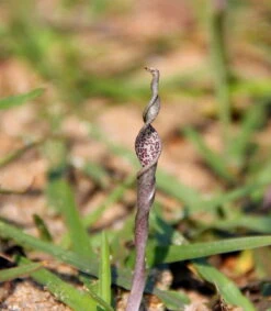Gedrehter Wasserkelch / Cryptocoryne Retrospiralis -Pflanzen Serien Rabatt 30141DE 1 2