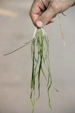 Dennerle Sivadasans Wasserkelch / Cryptocoryne Sivadasanii -Pflanzen Serien Rabatt 30142DE 1 2