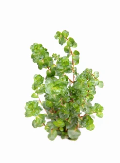 Dennerle Rotala Macrandra "Narrow Red" -Pflanzen Serien Rabatt 30144DE 1 2