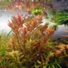 Dennerle Rotala Spec. "Coin Leaf" -Pflanzen Serien Rabatt 30145DE 1 1