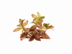 Dennerle Rotala Spec. "Coin Leaf" 5 Dennerle Rotala Spec. "Coin Leaf" -Pflanzen Serien Rabatt 30145DE 1 2