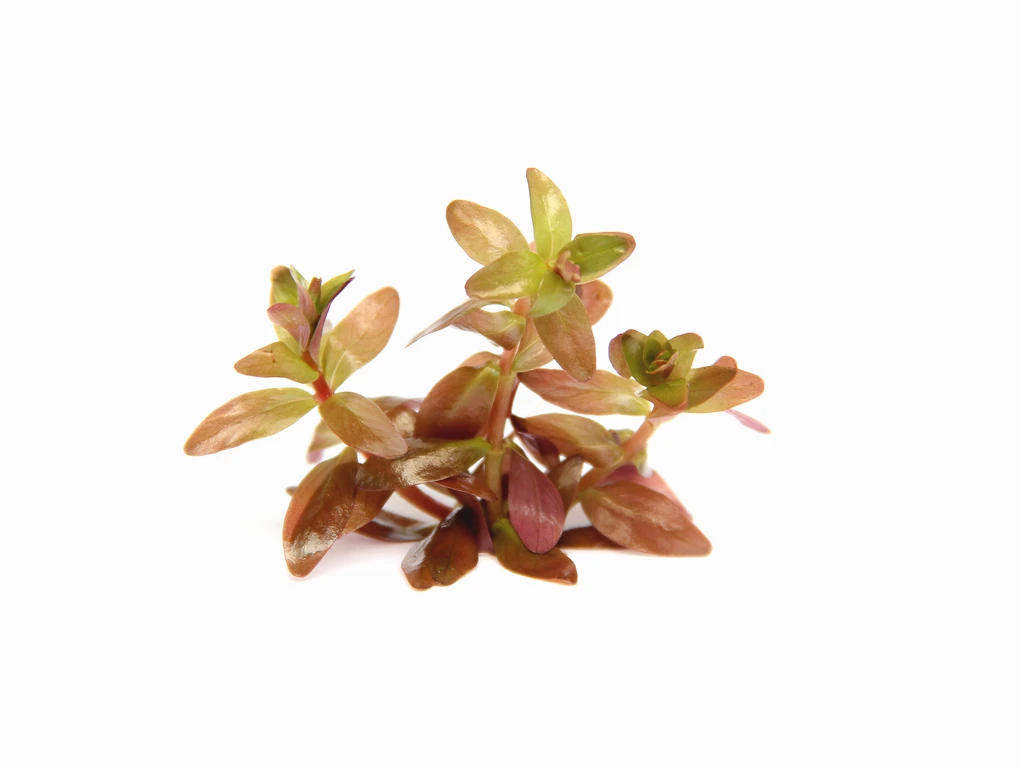 Dennerle Rotala Spec. "Coin Leaf" 4 Dennerle Rotala Spec. "Coin Leaf" – Bild 2