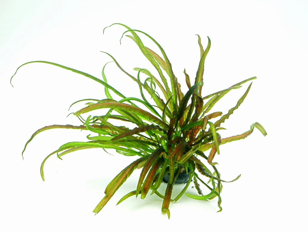In-Vitro Grasblättrige Wasserkelch / Cryptocoryne Crispatula 4 In-Vitro Grasblättrige Wasserkelch / Cryptocoryne Crispatula – Bild 2