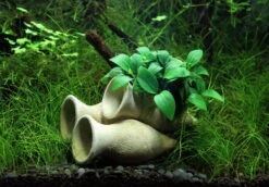 Dennerle Garnelen Amphore Mit Anubias 'Petite' Oder 'Bonsai' / Kleinstes Zwergspeerblatt -Pflanzen Serien Rabatt 30217DE 1 3
