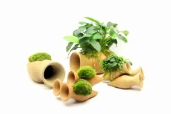 Dennerle Garnelen Amphore Mit Anubias 'Petite' Oder 'Bonsai' / Kleinstes Zwergspeerblatt -Pflanzen Serien Rabatt 30217DE 1 5