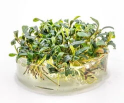 In-Vitro Bucephalandra Micrantha "Mini Needle Leaf" *TOP-RARITÄT* Von DENNERLE -Pflanzen Serien Rabatt 30267DE 1 4