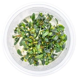 In-Vitro Bucephalandra Micrantha "Mini Needle Leaf" *TOP-RARITÄT* Von DENNERLE -Pflanzen Serien Rabatt 30267DE 1 6