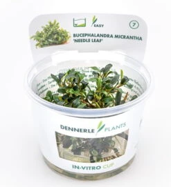 In-Vitro Bucephalandra Micrantha "Mini Needle Leaf" *TOP-RARITÄT* Von DENNERLE -Pflanzen Serien Rabatt 30267DE 1 8