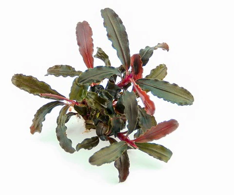 Bucephalandra Spec. Red Scorpio Im Topf ***RARITÄT*** 4 Bucephalandra Spec. Red Scorpio Im Topf ***RARITÄT*** – Bild 2