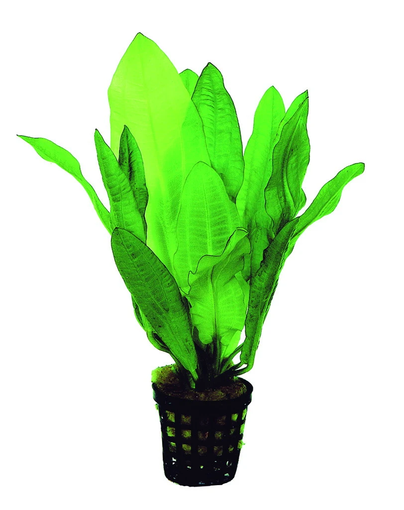 Gewelltblättrige Schwertpflanze / Echinodorus Major (Echinodorus Martii) 3 Gewelltblättrige Schwertpflanze / Echinodorus Major (Echinodorus Martii)