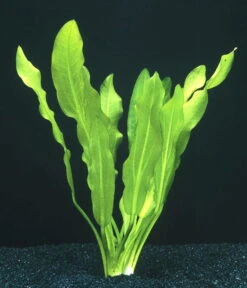 Gewelltblättrige Schwertpflanze / Echinodorus Major (Echinodorus Martii) 5 Gewelltblättrige Schwertpflanze / Echinodorus Major (Echinodorus Martii) -Pflanzen Serien Rabatt 31aPP 1 4