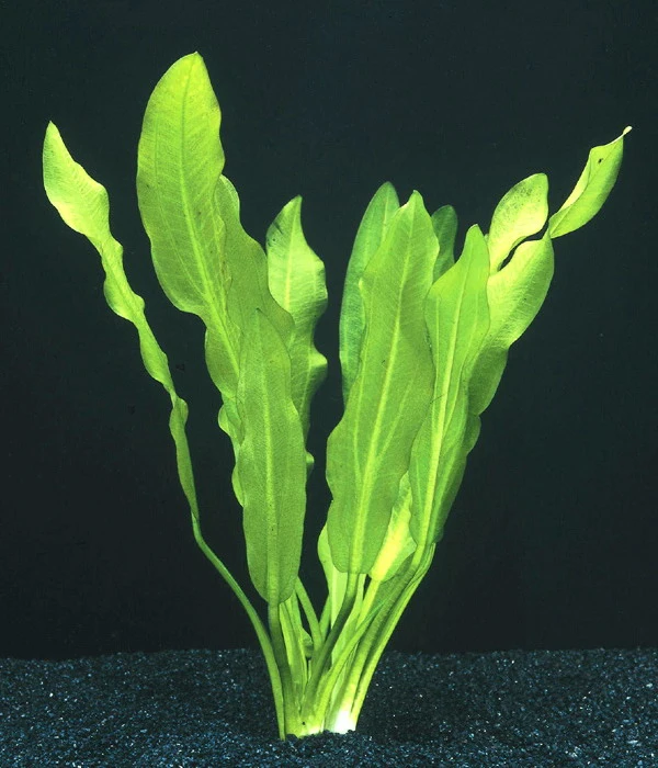 Gewelltblättrige Schwertpflanze / Echinodorus Major (Echinodorus Martii) 4 Gewelltblättrige Schwertpflanze / Echinodorus Major (Echinodorus Martii) – Bild 2