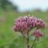Roter Wasserhanf - Purpurroter Wasserdost / Eupatorium Purpureum Im 9x9 Cm Topf