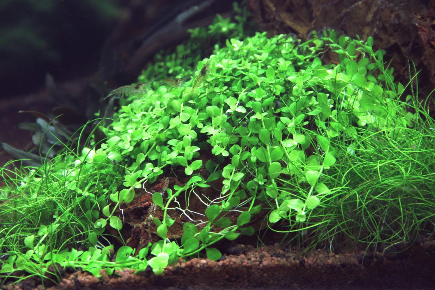 In-Vitro Monte-Carlo Zwergperlkraut / Micranthemum 'Monte Carlo' 3 In-Vitro Monte-Carlo Zwergperlkraut / Micranthemum 'Monte Carlo'