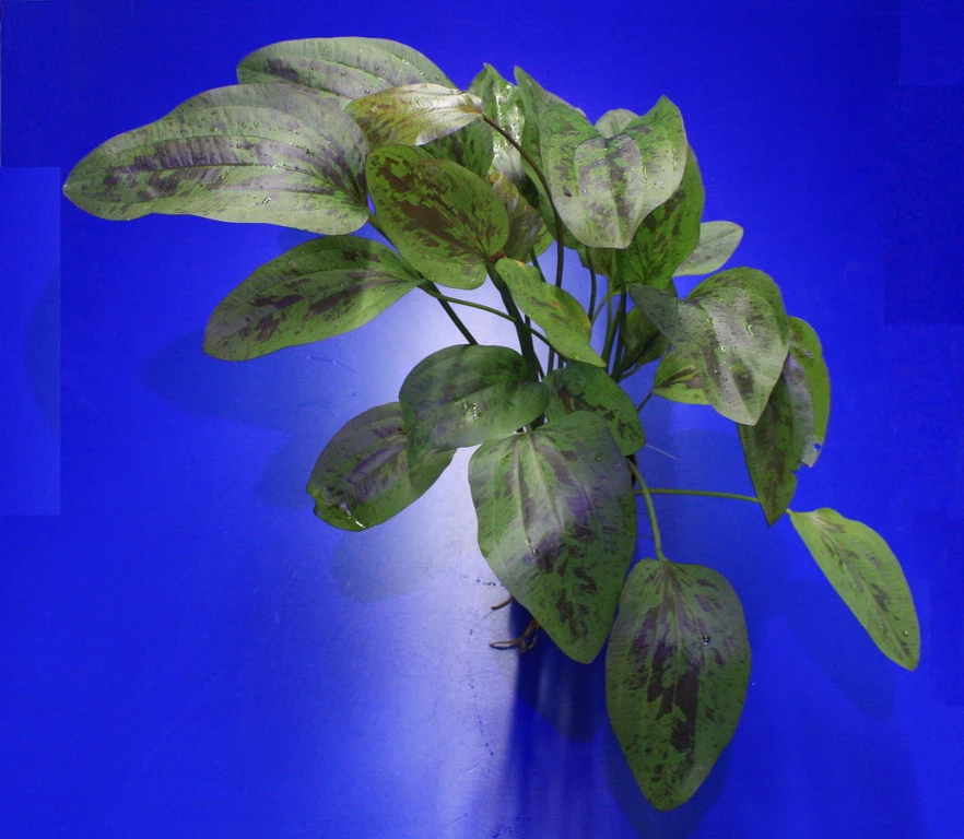 MUTTERPFLANZE Fancy Twist Schwertpflanze / Echinodorus 'Fancy Twist' 3 MUTTERPFLANZE Fancy Twist Schwertpflanze / Echinodorus 'Fancy Twist'