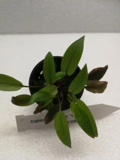 Grünblättriger Wasserkelch / Cryptocoryne 'Viridifolia' -Pflanzen Serien Rabatt 326wf 1 2