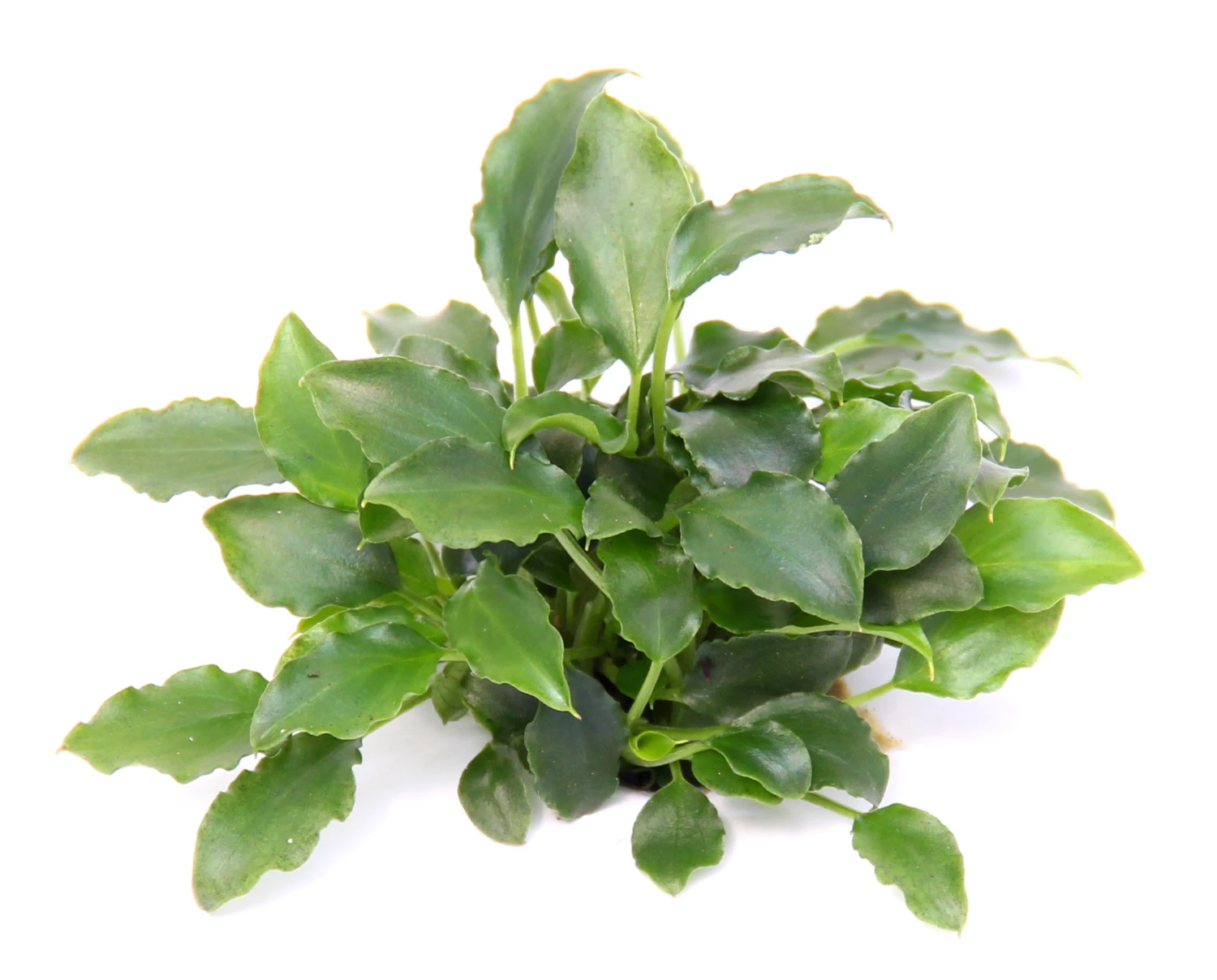 Schismatoglottis Prietori Im Topf