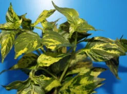 Nomaphila Variegata / WEISS-GRÜN Marmorierter Wasserfreund 5 Nomaphila Variegata / WEISS-GRÜN Marmorierter Wasserfreund -Pflanzen Serien Rabatt 329wf 1 4