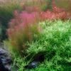 1-2-GROW! Rotes Mooskraut / Rotala Wallichii -Pflanzen Serien Rabatt 32ATC T 1 1