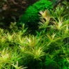 1-2-GROW! Rotala 'Vietnam H'ra' 1 1-2-GROW! Rotala 'Vietnam H'ra' -Pflanzen Serien Rabatt 32CTC T 1 1