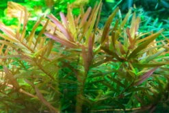 1-2-GROW! Rotala 'Vietnam H'ra' -Pflanzen Serien Rabatt 32CTC T 1 2