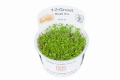 1-2-GROW! Rotala 'Vietnam H'ra' -Pflanzen Serien Rabatt 32CTC T 1 3