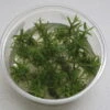 XL In-Vitro Pogostemon Yatabeanus (Eusteralis Yatabeana) 1 XL In-Vitro Pogostemon Yatabeanus (Eusteralis Yatabeana) -Pflanzen Serien Rabatt 336DZ 1 1