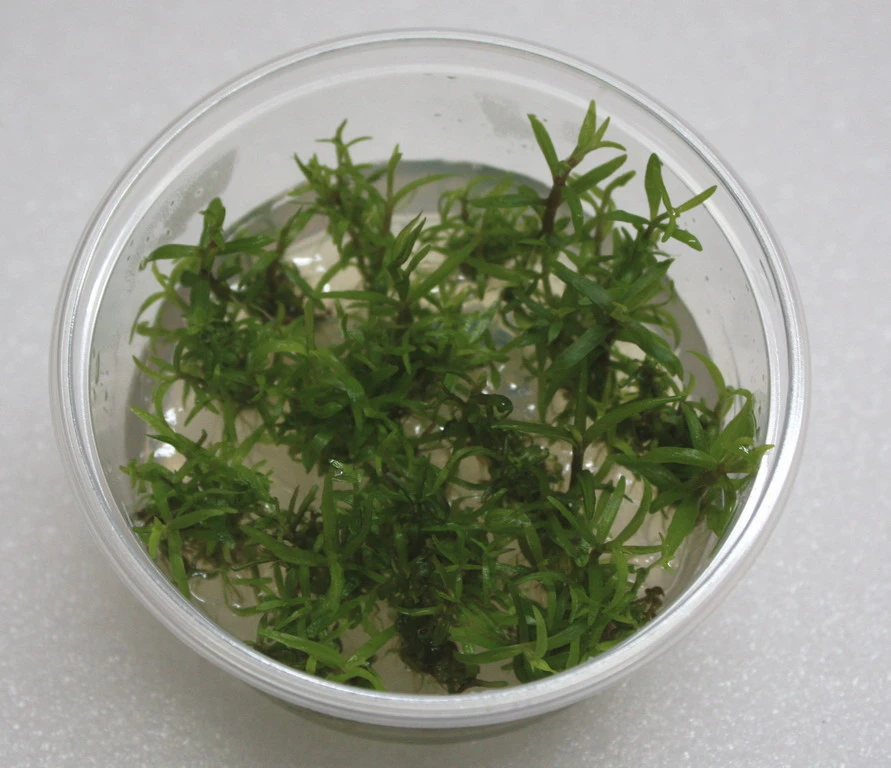 XL In-Vitro Pogostemon Yatabeanus (Eusteralis Yatabeana) 3 XL In-Vitro Pogostemon Yatabeanus (Eusteralis Yatabeana)