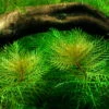 Mato-Grosso-Tausendblatt / Myriophyllum Mattogrossense