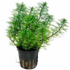 Mato-Grosso-Tausendblatt / Myriophyllum Mattogrossense -Pflanzen Serien Rabatt 37 T 1 2