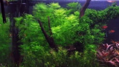 Mato-Grosso-Tausendblatt / Myriophyllum Mattogrossense -Pflanzen Serien Rabatt 37 T 1 4