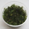 XL In-Vitro Rotala Sp. "H'Ra" -Pflanzen Serien Rabatt 395DZ 1 1