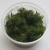 XL In-Vitro Rotala Sp. Round Leaf -Pflanzen Serien Rabatt 397DZ 1 1