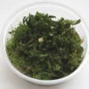 XL In-Vitro Rotala Sp. "Vietnam" -Pflanzen Serien Rabatt 398DZ 1 1