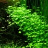 1-2-GROW! Hydrocotyle Sp. 'Japan' (Hydrocotyle Cf. Tripartita) -Pflanzen Serien Rabatt 39BTC T 1 1